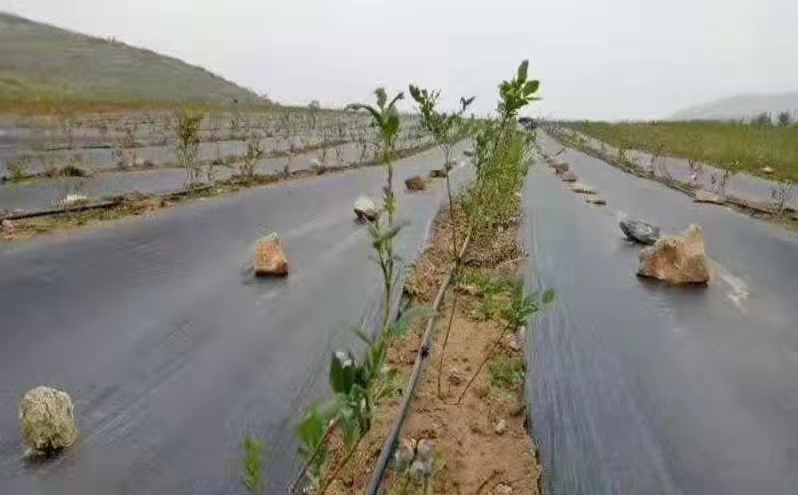 防草布施工案例